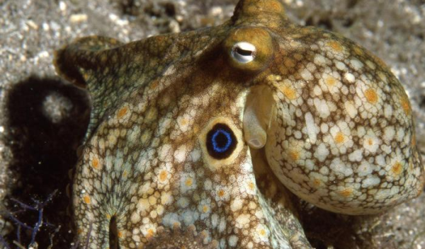 The California two-spot octopus, Octopus bimaculoides, adjusts to cold by editing its RNA.