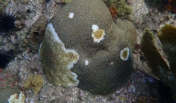 brain coral