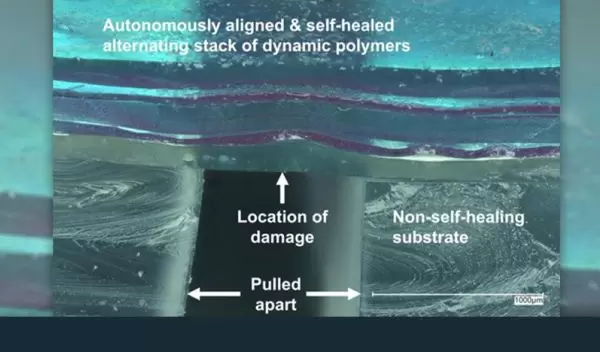 A digital microscope photograph of polymer films that have been damaged, autonomously aligned and self-healed.