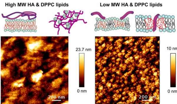 The molecular weight of hyaluronan affects how it interacts with phospholipids, which in turn determines the nature of the protective film that can be formed on surfaces.