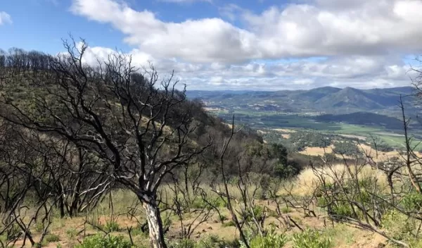 This rolling hillside is characteristic of California's oak woodland savannahs.