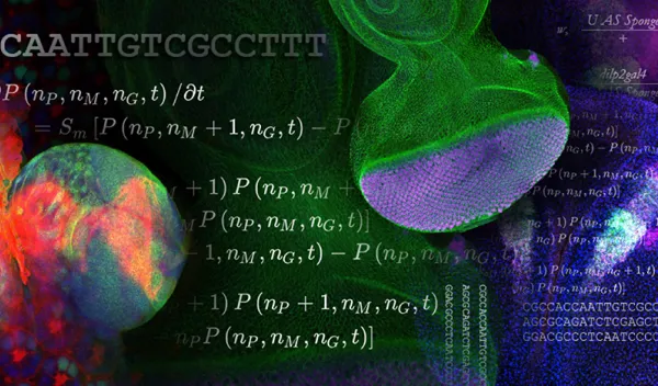 A collage of images showing magnified views of organisms including the brain of a fruit fly larva, the cells and structure of a fruit fly eye, and equations describing some of the biological processes involved.