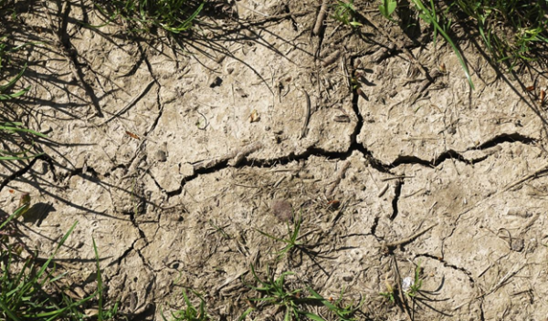 Free-living soil microbes don't respond to plants' cries for help during drought. They adapt to drought on their own.