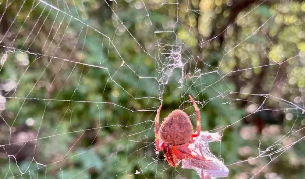 Neoscona (orbweaver) spider found by the research team.