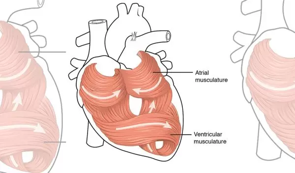 Scientists have developed a hydrogel ink that enables 3D printing of a functional heart ventricle.
