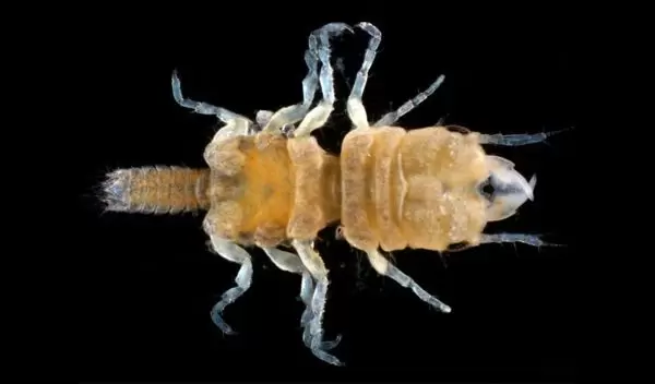 A new species of marine cryptofauna — Gnathia jimmybuffetti — has been discovered in the Florida Keys.