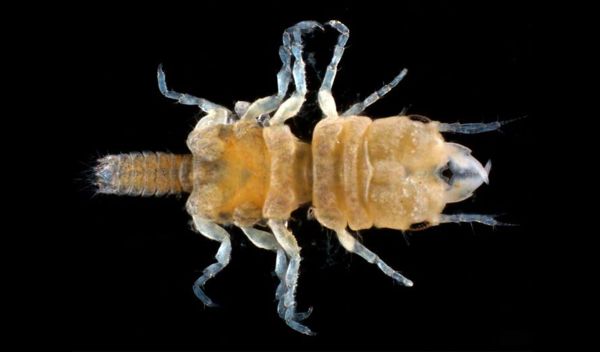 A new species of marine cryptofauna — Gnathia jimmybuffetti — has been discovered in the Florida Keys.