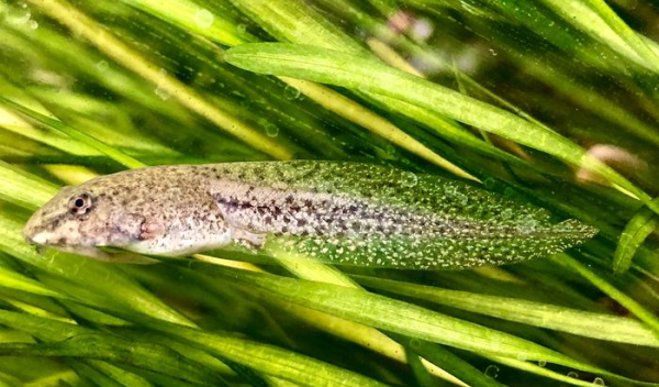 Wood frog tadpoles like this one are more susceptible to a parasitic fluke when they live in water tainted by pollutants.