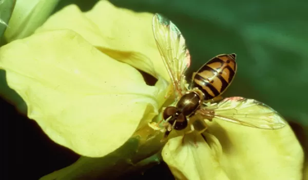 Scientists studied a defining feature of wild radishes: the length of their pollen-producing stamens.