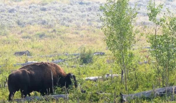 A bison bull breaks aspen saplings and eats aspen in Yellowstone.
