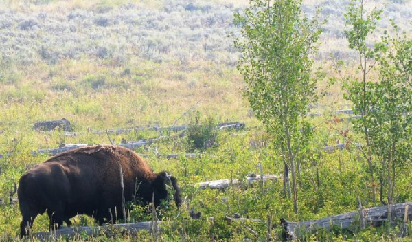 A bison bull breaks aspen saplings and eats aspen in Yellowstone.