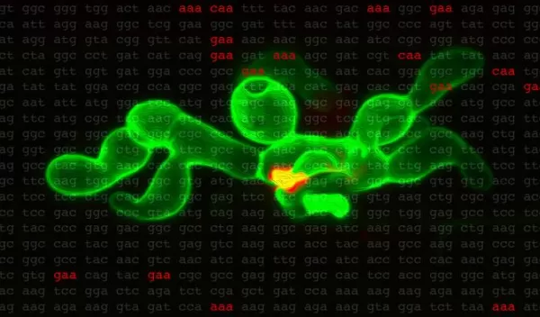An effector protein can silence the immune responses of rice cells on behalf of a fungus that destroys enough yearly yields to feed millions of people.