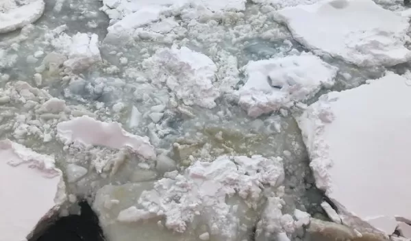 Microbes turn the underside of sea ice brown or green, sometimes forming thick mats under the ice.