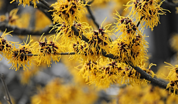 Members of the witch hazel family use their fruits like loaded springs that send seeds flying.