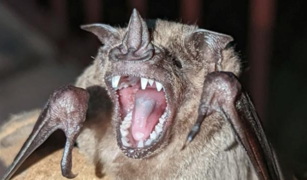 This Jamaican fruit bat, Artibeus jamaicensis, has a short jaw, like many noctilionoid fruit-eating bats.