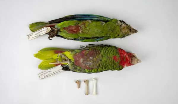 Scientists have pieced together the long history of two parrots, Cuban and Hispaniolan parrots.