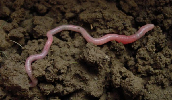 An earthworm makes its way through soil.