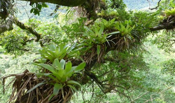 A view of epiphytic plants in a rainforest canopy; the plants face growing threats.