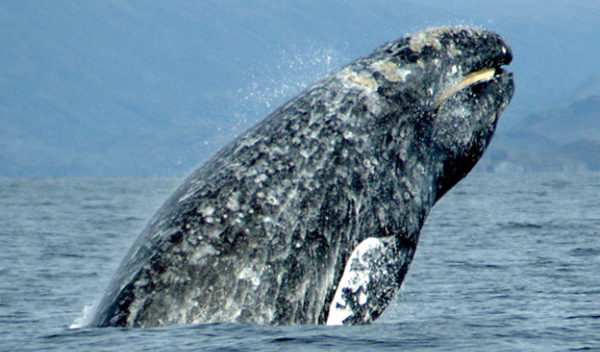 A new study's conclusions depend on long-term data on gray whale prey in the Bering Strait region.