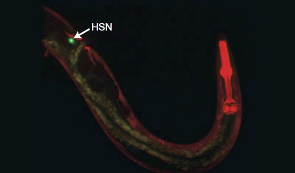 In a C. elegans worm, the neuron HSN is in green, showing its extension to the worm's head (in red).