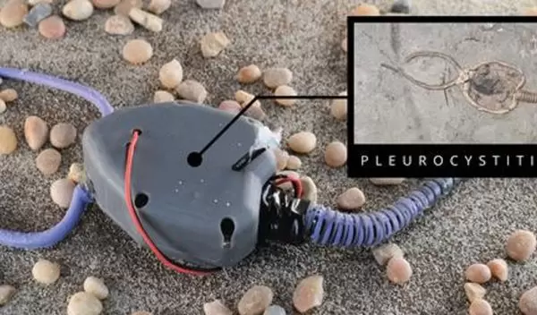 Pleurocystitid fossil and pleurocystitid robot replica.