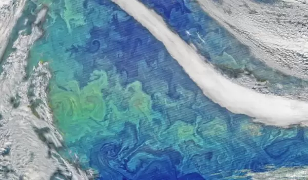 Satellites can detect reflections from chlorophyll in organisms that use this molecule for photosynthesis.