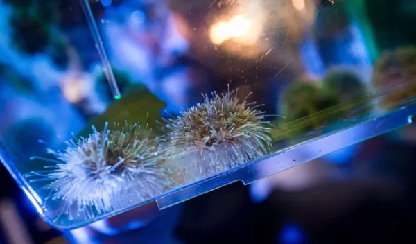 The Hamdoun Lab uses sea urchins as model organisms for studying gene activity during development. 
