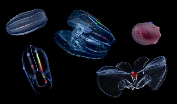 A collage of five comb jelly species