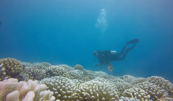 Rice University graduate student Lauren Howe-Kerr during a sample collection dive
