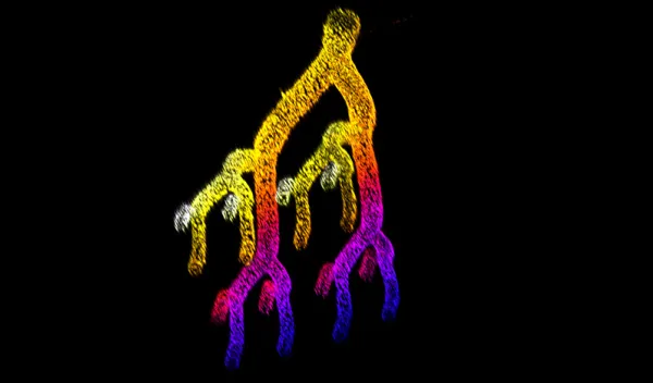tissue engineering of blood vessels and lymphatic vessels, tissue engineering of blood vessels and lymphatic vessels