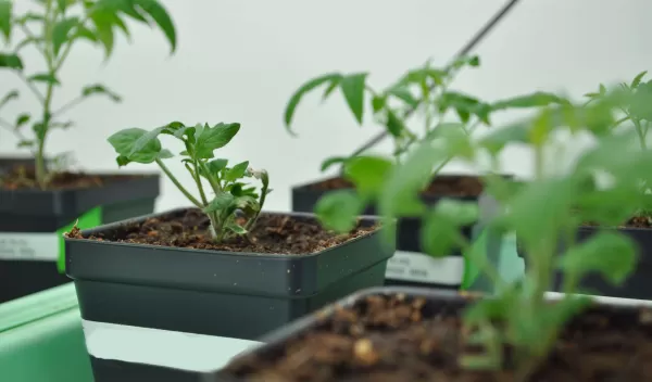 Tomato seedlings grow in a series of plastic square-shaped pots