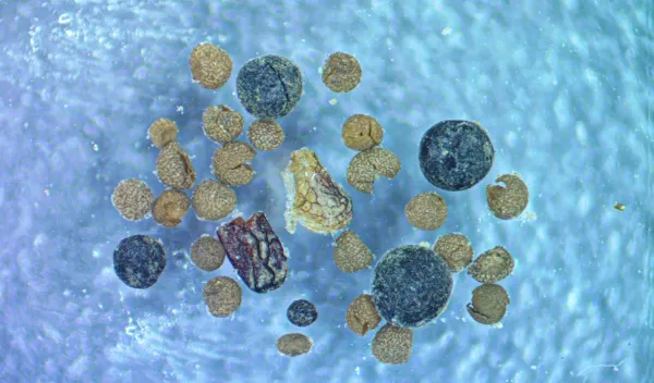 blue textured background with fungal bodies, and rock spikemoss megaspores