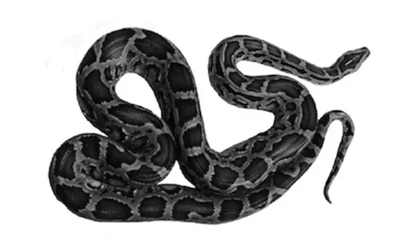 Burmese python