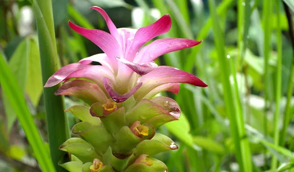 curcuma phaeocaulis