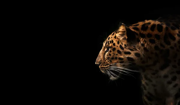 leopard shows off its spots