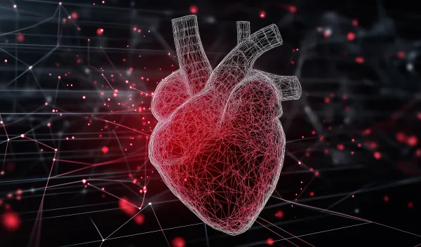 3D model of a human heart