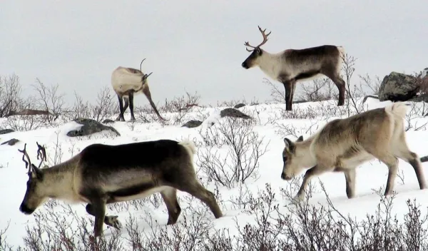 In the foreground, a brown and white caribou walks through snow from right to left, followed by a smaller, lighter caribou. Behind them, two more caribou stand along the skyline. The ground is snow-covered and small boulders and shrubs are scattered throughout.