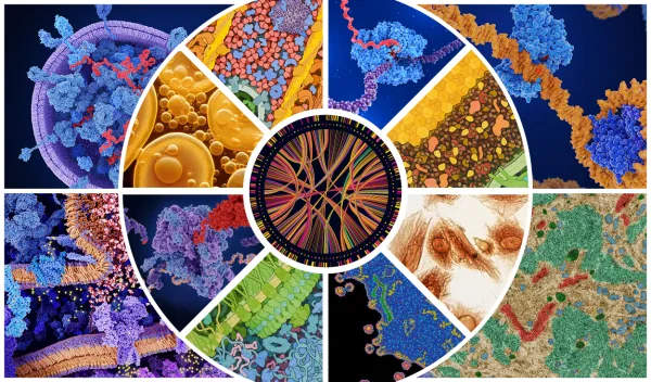 A collage of images of cells, molecules, molecular complexes, and DNA analysis., A collage of images of cells, molecules, and molecular complexes. In the center is an image of DNA analysis.