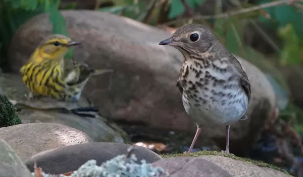 A Cape May Warbler and a Swainson's Thrush at a birdbath