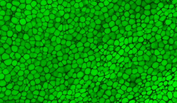 supportive skeletal tissue