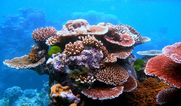 A variety of corals in oceans water