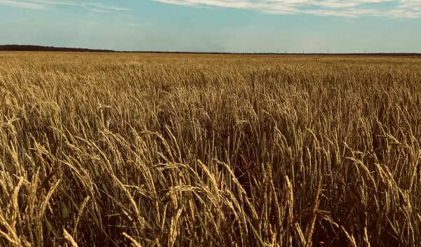 A field of crops with a blue sky in the background