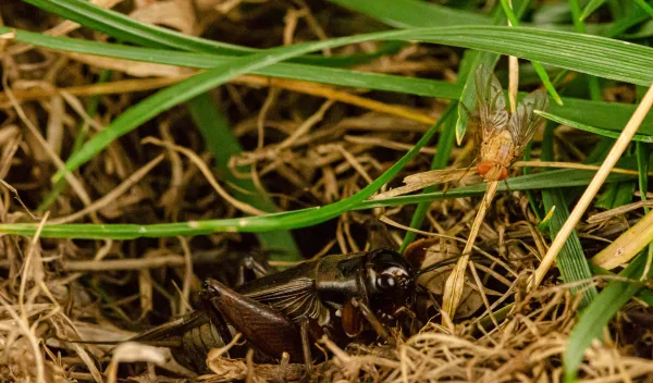 The acoustic parasitoid fly Ormia ochracea and its host cricket Teleogryllus oceanicus.