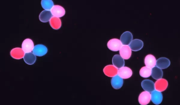 Fluorescent proteins expressed in Arabidopsis pollen