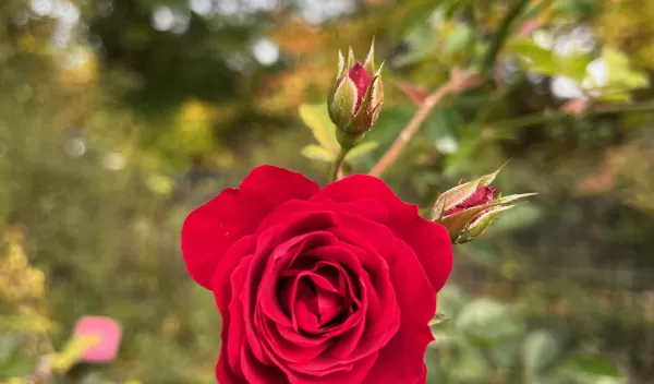 A rose flower growing out towards the foreground from the bush in the background