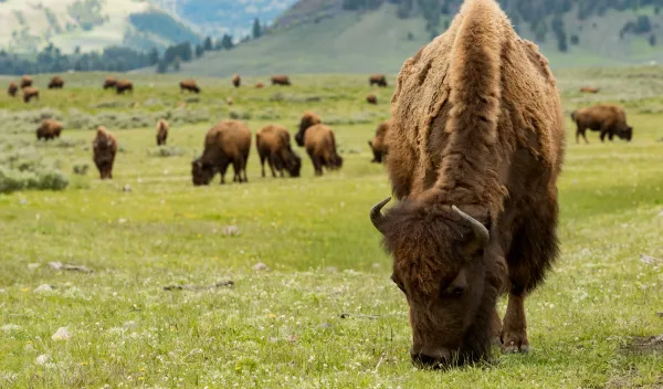 Group of Bison grazing in Yellow Stone