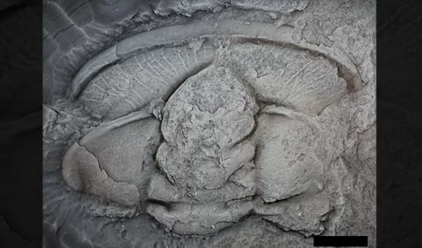 The team identified trilobites, shown here as prepared fossils, which evolved quickly and are, therefore, useful for dating sedimentary deposits