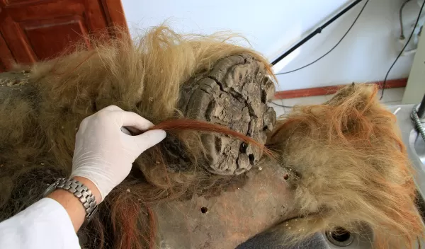 A gloved human hand holds some mammoth hair next to the foot and hairy leg.