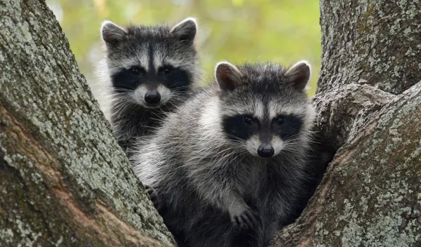 Two raccoons sit in the bowl formed by limbs of a tree branching off from the trunk. One peers over the others shoulder.
