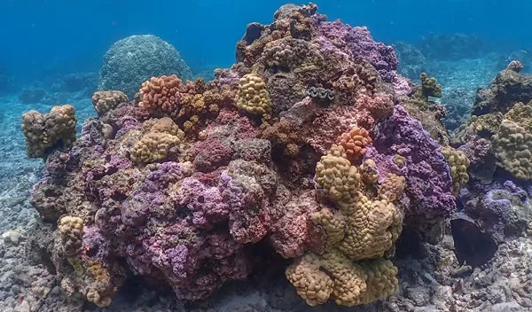 Coral reef at the NSF Long-Term Ecological Research site in Moorea, French Polynesia, in January, 2024